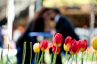 eivans_gallery_engagement_photos_129 These vibrant tulips help to enhance and portray the couple's love as they celebrate the idea of moving forward and spending the rest of their life together. The red and yellow in the flowers emulate the bright and burning passion that goes into loving someone so much.