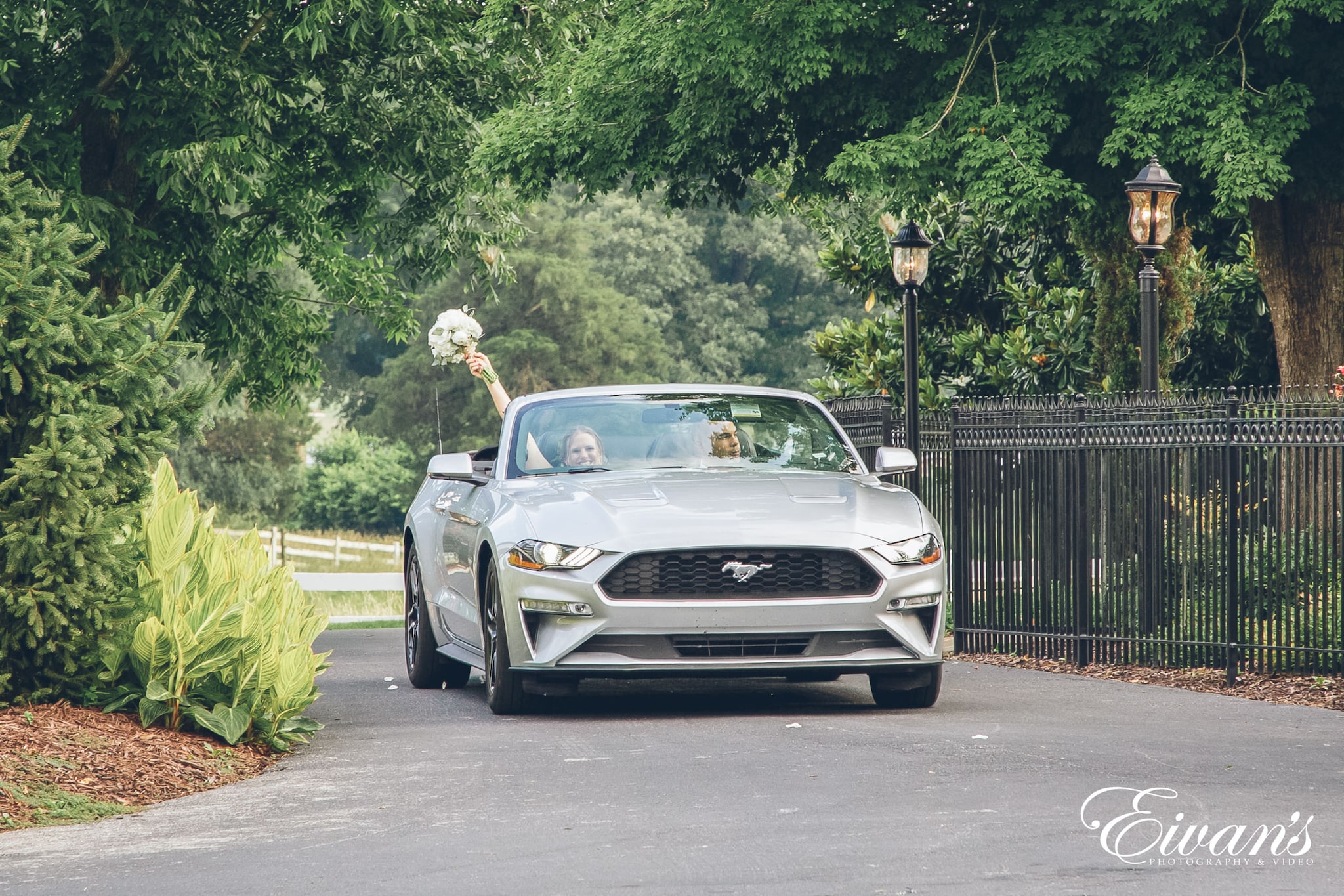 a grey mustang