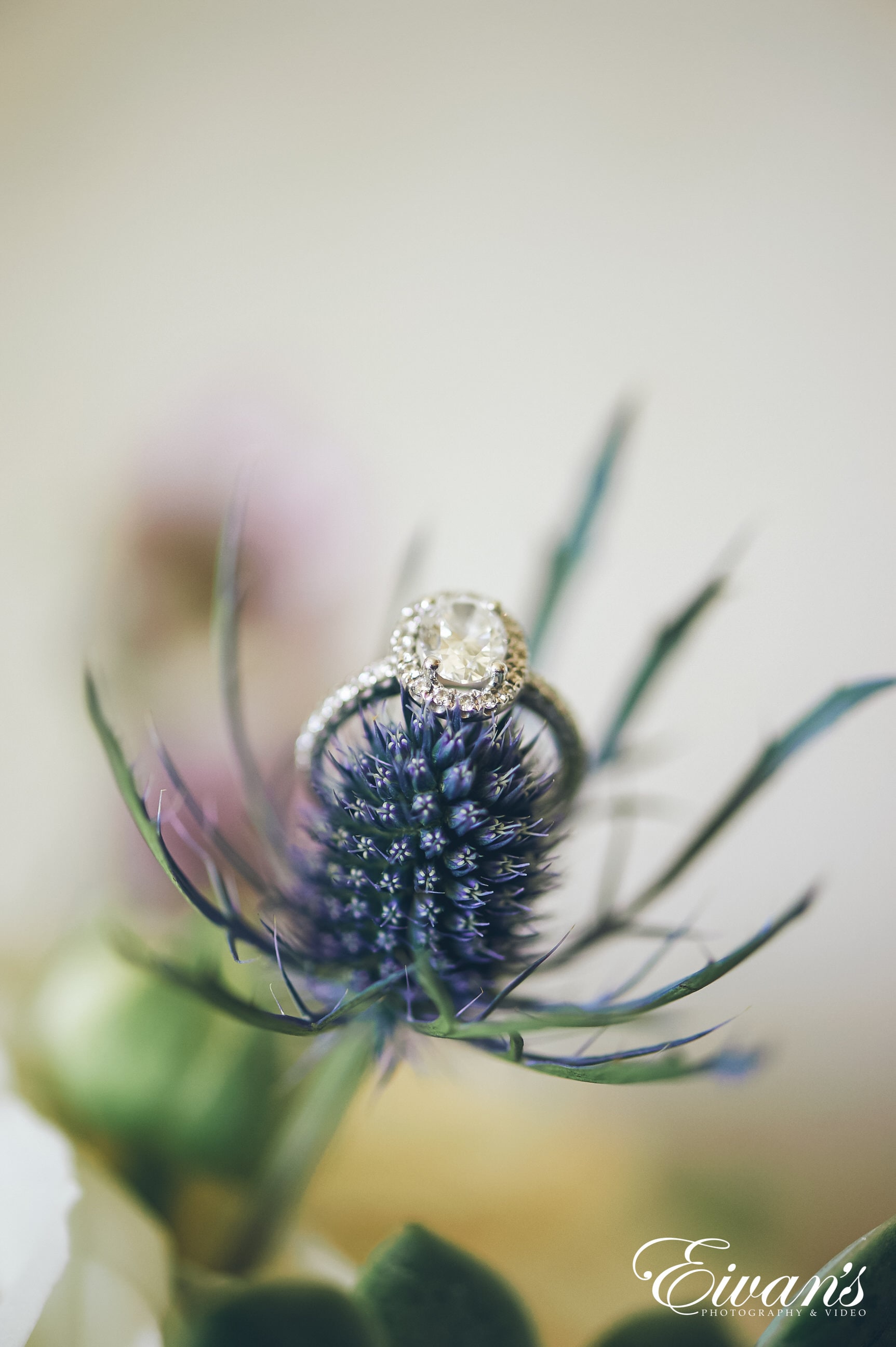 close up shot of flower with a diamond ring on it