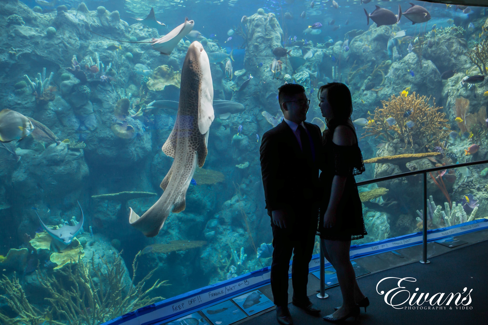 indoor-wedding-photos-at-the-aquarium image of a married couple in the aquarium