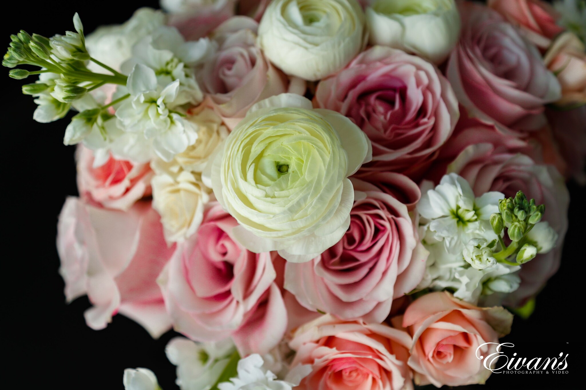 pink and white roses in close up photography