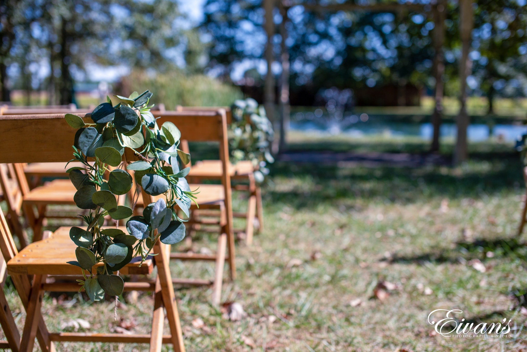 green plant on brown wooden fence
