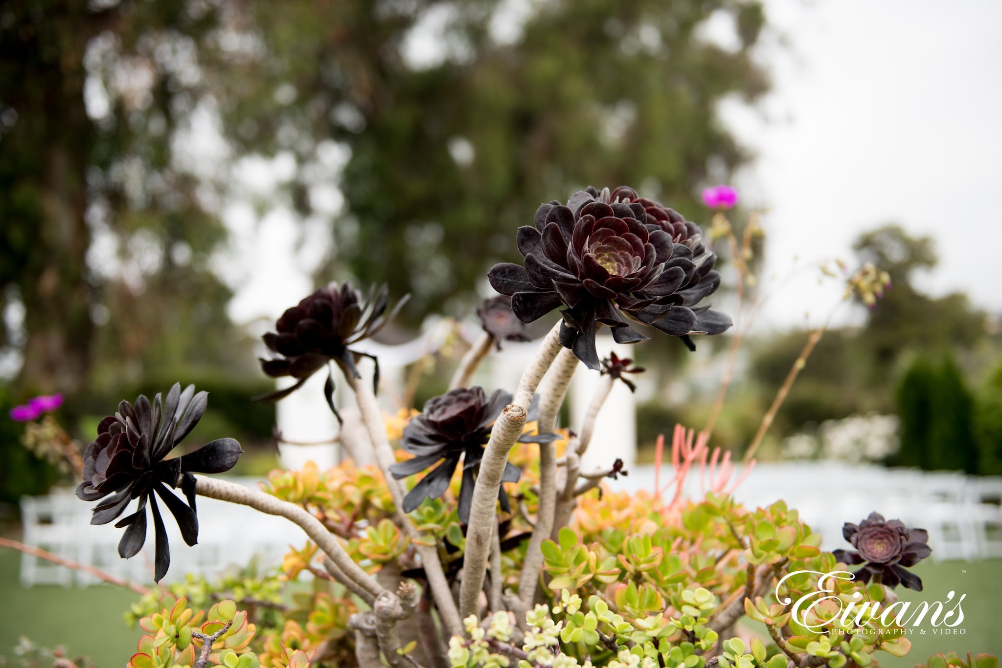 Wedding And Engagement Photography Wedding And Engagement Photography